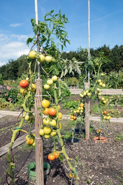 Jardin d'allotissement néerlandais en automne avec tomates mûres — Photo