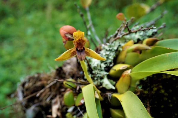 Maxillaria Cucullata Orchid Juan Castro Blanco National Park Costa Rica — Stockfoto