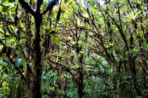 Bromélias Musgo Crescendo Árvores Parque Nacional Juan Castro Blanco Costa — Fotografia de Stock