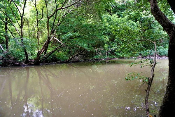 Річка Через Джунглі Ломці Барбудаль Біологічного Заповідника Коста Ріка — стокове фото
