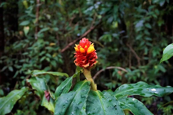 Costus Barbatus Blomma Curicancha Reserve Costa Rica — Stockfoto