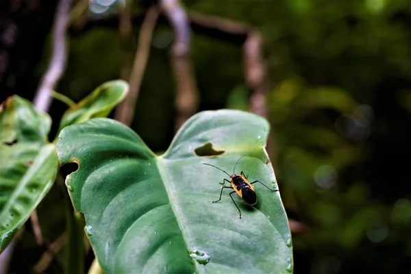 Schwarz Gelber Käfer Aus Der Familie Der Pyrrhocoridae Costa Rica — Stockfoto