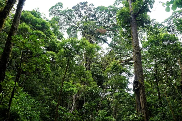 Vista Perfeita Para Selva Reserva Curicancha Costa Rica — Fotografia de Stock