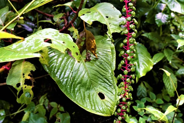 Pokeweed Med Gröna Bär Fläckig Curicancha Costa Rica — Stockfoto