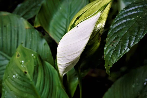 Білий Anthurium Листя Помічені Curi Cancha Заповідника Коста Ріка — стокове фото