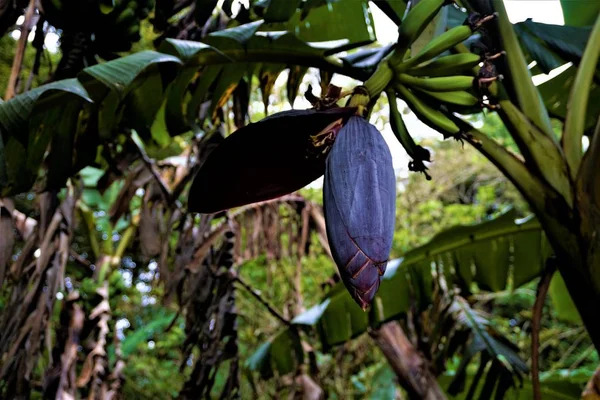 Purple Banana Blossoms Green Fruits Spotted Costa Rica — Stock Photo, Image