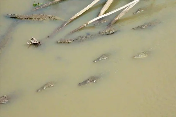 Vista Sobre Crocodilos Rio Tarcoles Costa Rica — Fotografia de Stock