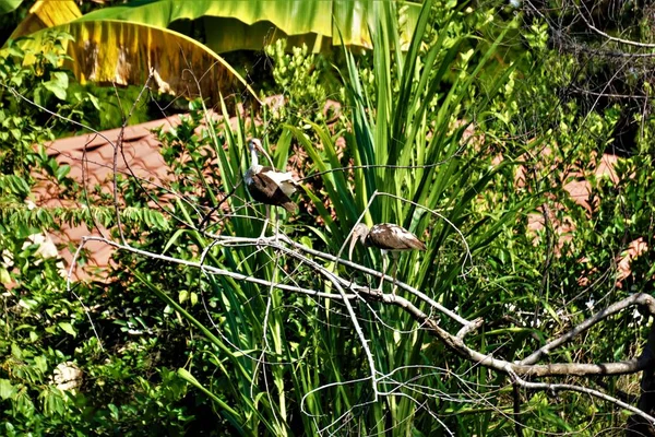 Білий Американець Ібіс Гілці Жако Коста Ріка — стокове фото
