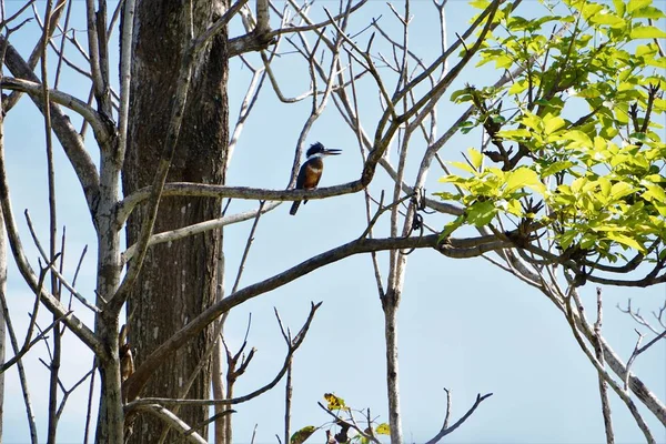 Ringed Kingfisher Sitting Branch Jaco Costa Rica — Stock Photo, Image