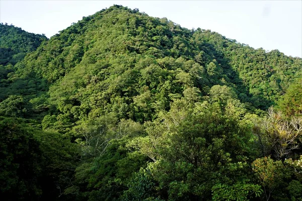 Juan Castro Blanco Nationalpark Costa Rica Hügel Sonnigen Morgen — Stockfoto