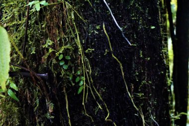 Kosta Rika yağmur ormanlarında yosun ve kökleri yakın çekim