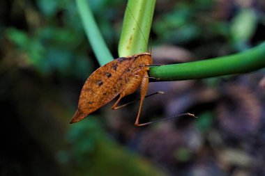 A Tettigoniidae leaf bug hanging on a stem in Las Quebradas, Costa Rica clipart
