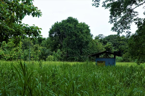 Blue Hut Перед Джунглями Коста Ріці — стокове фото