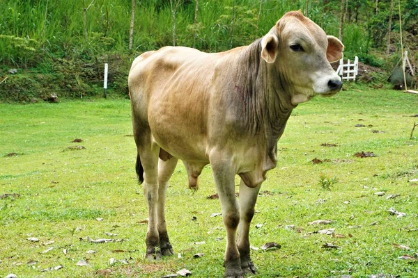 Vaca Prado Cerca San Isidro General Costa Rica — Foto de Stock