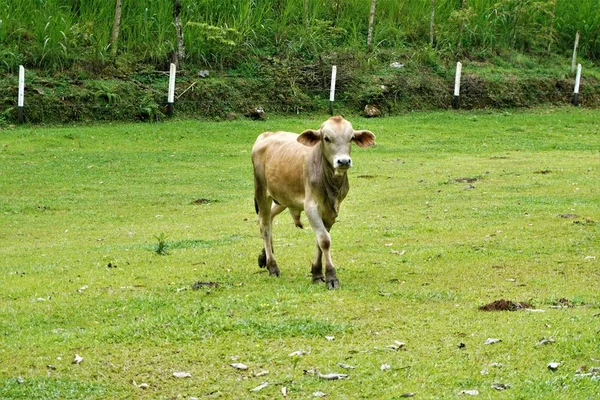 Αγελάδα Ένα Λιβάδι Κοντά Perez Zeledon Κόστα Ρίκα — Φωτογραφία Αρχείου