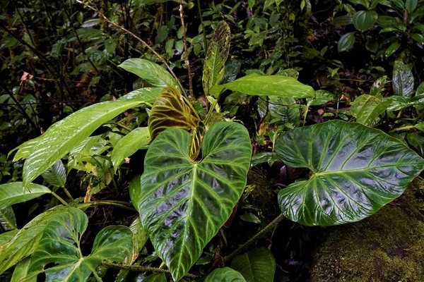 Lindas Folhas Diferentes Tons Verde Costa Rica — Fotografia de Stock