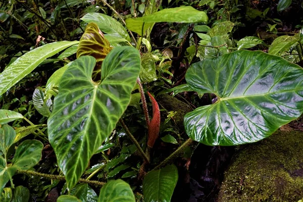 Folhas Verdes Brilhantes Bonitas Alajuela Costa Rica — Fotografia de Stock