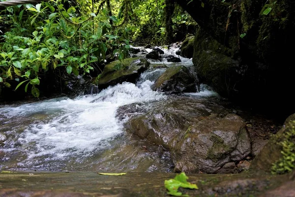 Küçük Nehirde Rocks Las Quebradas Biyolojik Merkezi Kosta Rika Fark — Stok fotoğraf