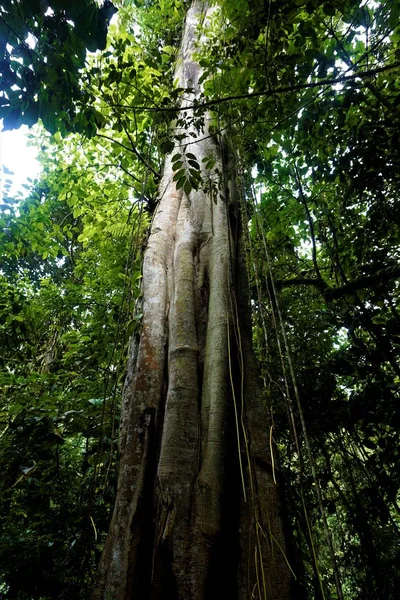 Bela Árvore Com Lianas San José Costa Rica — Fotografia de Stock