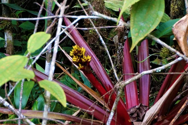 Röd Och Gul Bromelia Blomma Fläckig Las Quebradas Costa Rica — Stockfoto