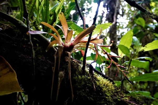 Bromélia Quase Florescendo Tronco Las Quebradas Costa Rica — Fotografia de Stock