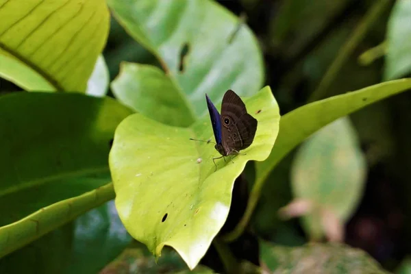 Бабочка Калиго Сова Сидит Листе — стоковое фото