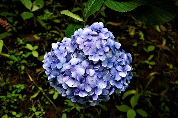 哥斯达黎加 Quebradas 的蓝霍滕西亚花 — 图库照片