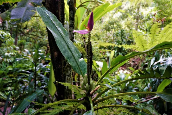 Banana Flower Fruits Spotten Secret Gardens San Gerardo — Stock Photo, Image