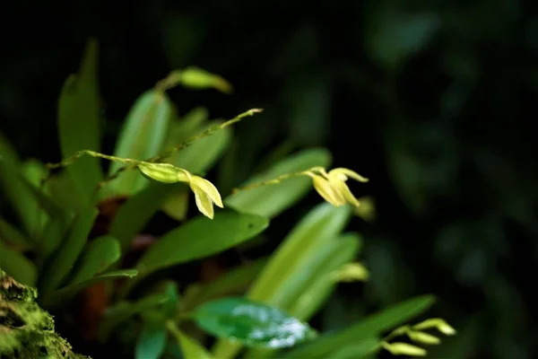 Fioriture Orchidea Gialla Non Identificate Avvistate Nei Giardini Segreti San — Foto Stock