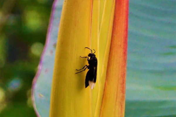 Schwarze Wespe Mit Weißen Flügeln Den Geheimen Gärten Costa Rica — Stockfoto