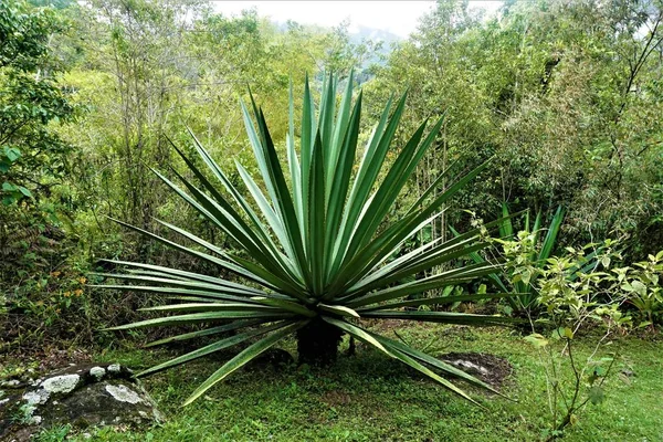 Giant Yucca plant spotted in the Secret Gardens of Costa Rica