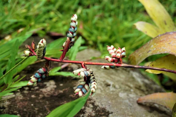 Aechmea Blossom Fläckig Ett Secret Gardens Costa Rica — Stockfoto