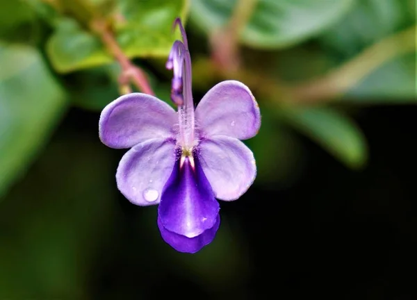 Glorybower Flor Manchada Nos Jardins Secretos Costa Rica — Fotografia de Stock