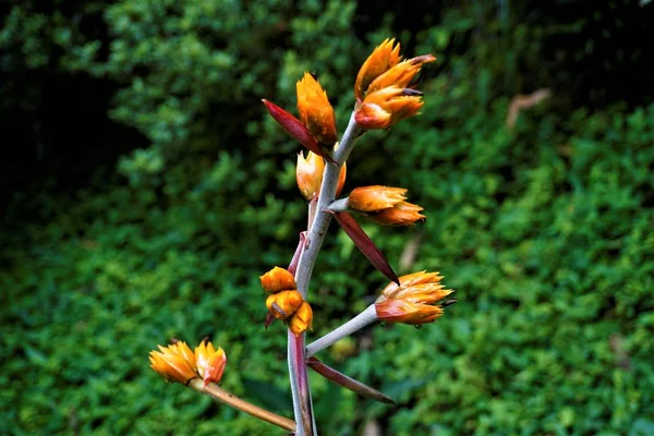 Secret Gardens Kosta Rika Benekli Güzel Heliconia Çiçeği — Stok fotoğraf
