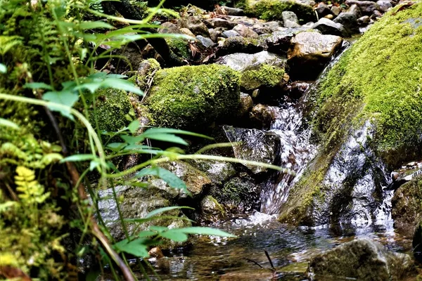 Tranquila Corriente Parque Nacional Los Quetzales Costa Rica — Foto de Stock