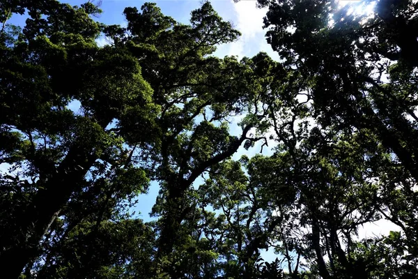 Árvores Céu Parque Nacional Los Quetzales Dia Ensolarado — Fotografia de Stock