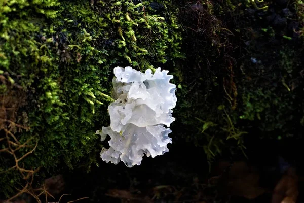 Белый Грибок Растет Ветке Замеченной Коста Рике — стоковое фото