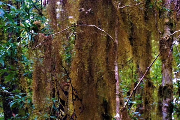 Tillandsia Usneoides Musgo Espanhol Floresta Nuvens Costa Rica — Fotografia de Stock