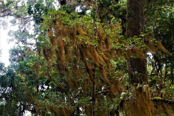 Tillandsia Tilandsie Spatřena Národním Parku Los Quetzales Kostarika — Stock fotografie