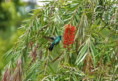 Kosta Rika 'da tespit kırmızı bottlebrush çalı de violetear Hummingbird
