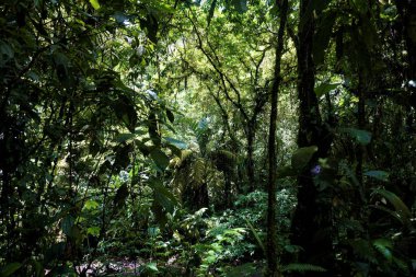 Trees and ferns in the jungle of Braulio Carrillo National Park, Costa Rica clipart