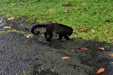 Howler monkey walking in Braulio Carrillo National Park, Costa Rica clipart