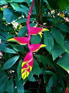 Dominical, Kosta Rika benekli pembe ve sarı Heliconia çiçek