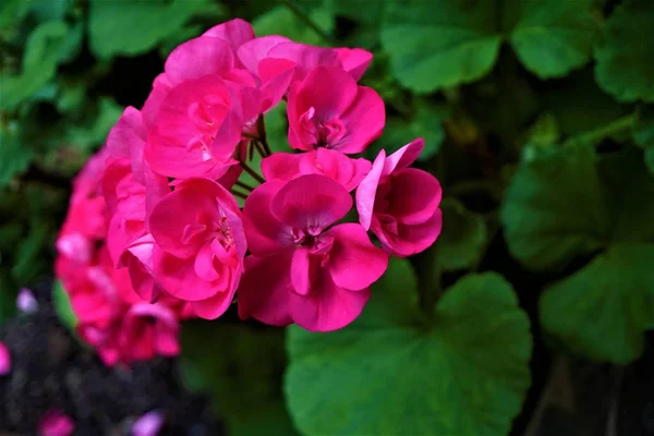 Flor Rosa Pelargonium Floração Manchada Jardim Costa Rica — Fotografia de Stock