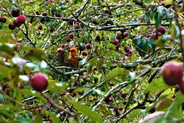 Tanager Bonito Cor Chama Visto Uma Árvore Costa Rica — Fotografia de Stock