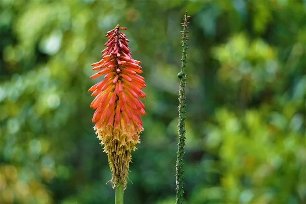 Kniphofia Fire Lily Spatřen Zahradě San Gerardo Dota Kostarika — Stock fotografie