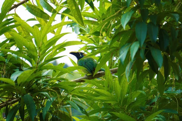 Smaragdové Arassari Spatřen Stromu Kostarice — Stock fotografie