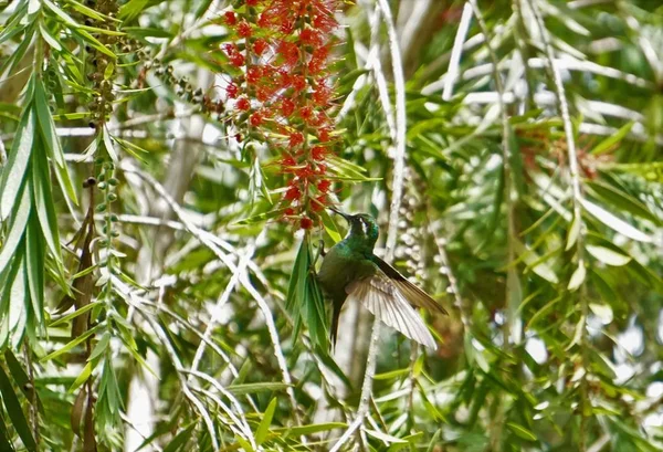Šedovlasý Mountaingem Kolibřík Který Odpočívá Callistemon Kostarice — Stock fotografie