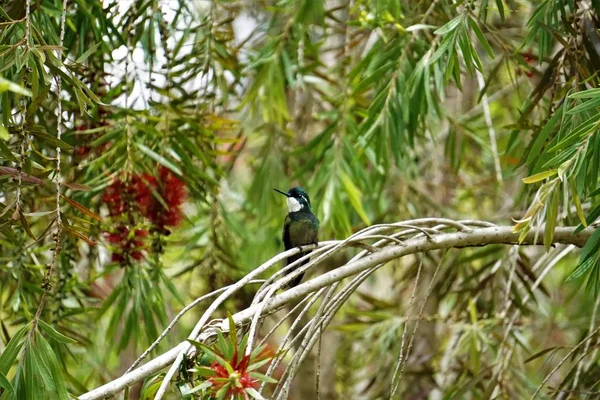 Šedovlasý Mountaingem Kolibřík Sedící Červené Větvi Stážových Kartáčů Kostarice — Stock fotografie