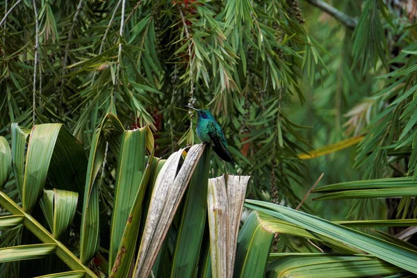 Malý Kolibřík Fialová Sedící Křoví Kostarice — Stock fotografie